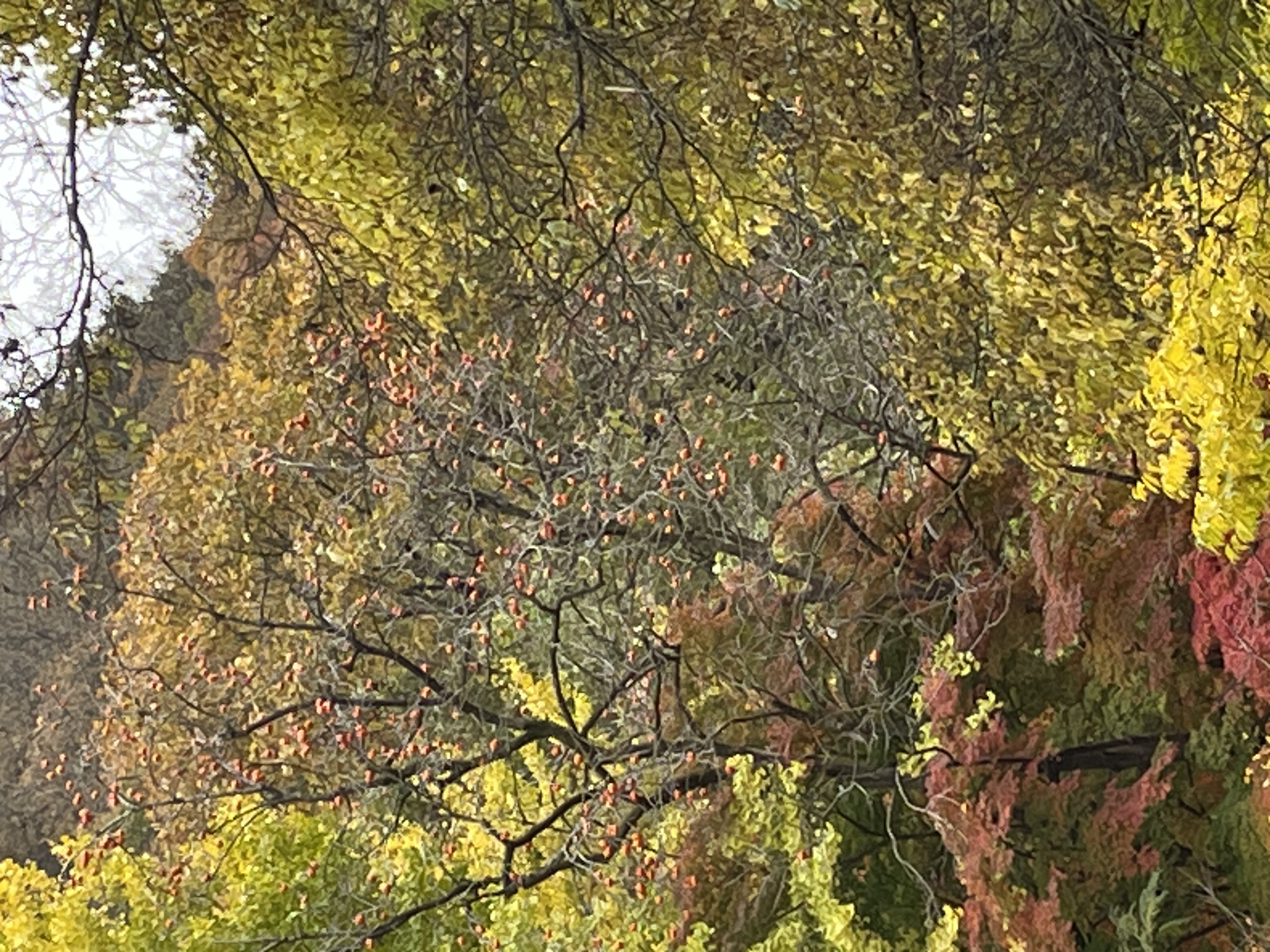 IMG_4431.jpeg