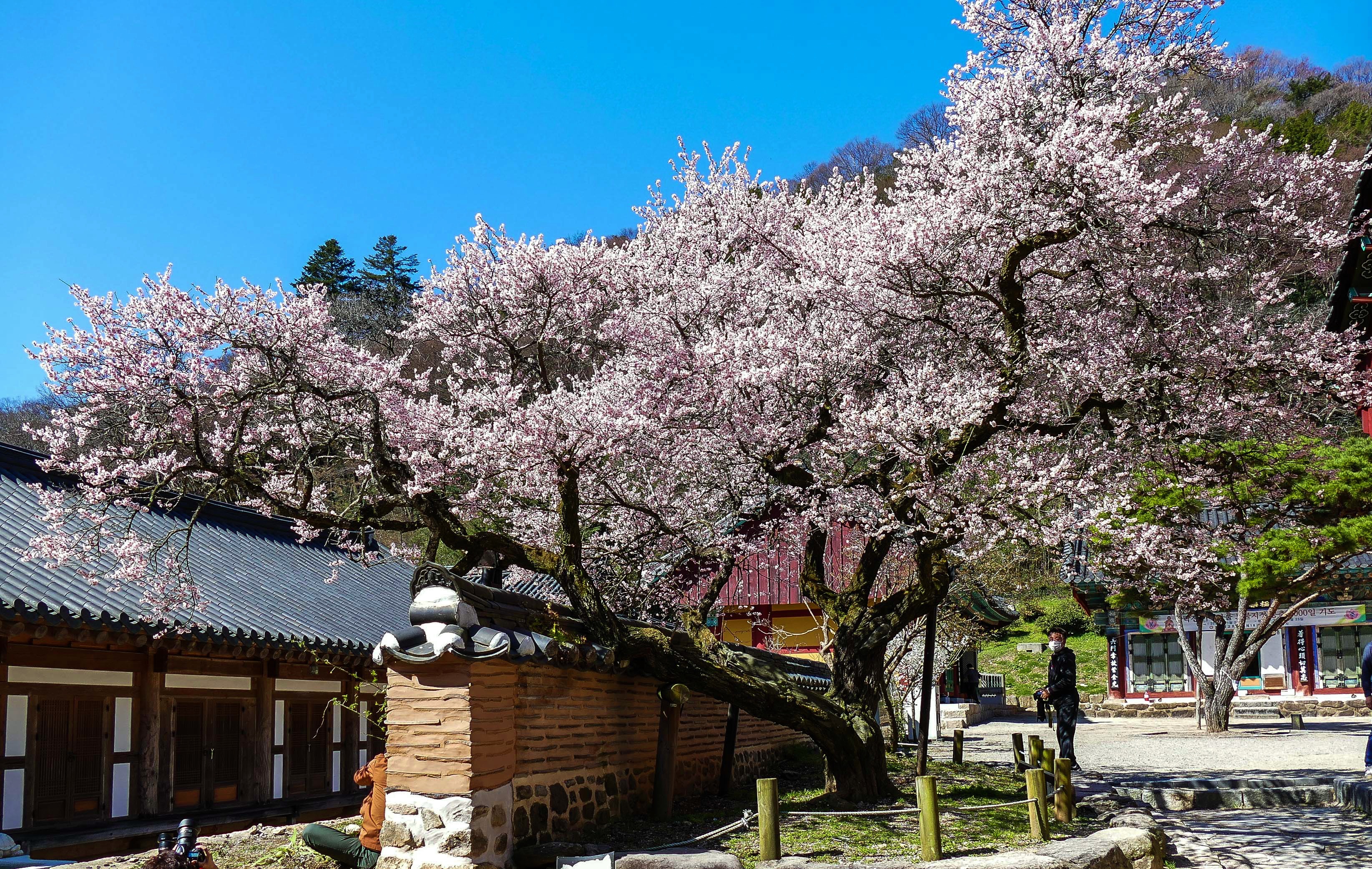 고불매1-1160132.jpg