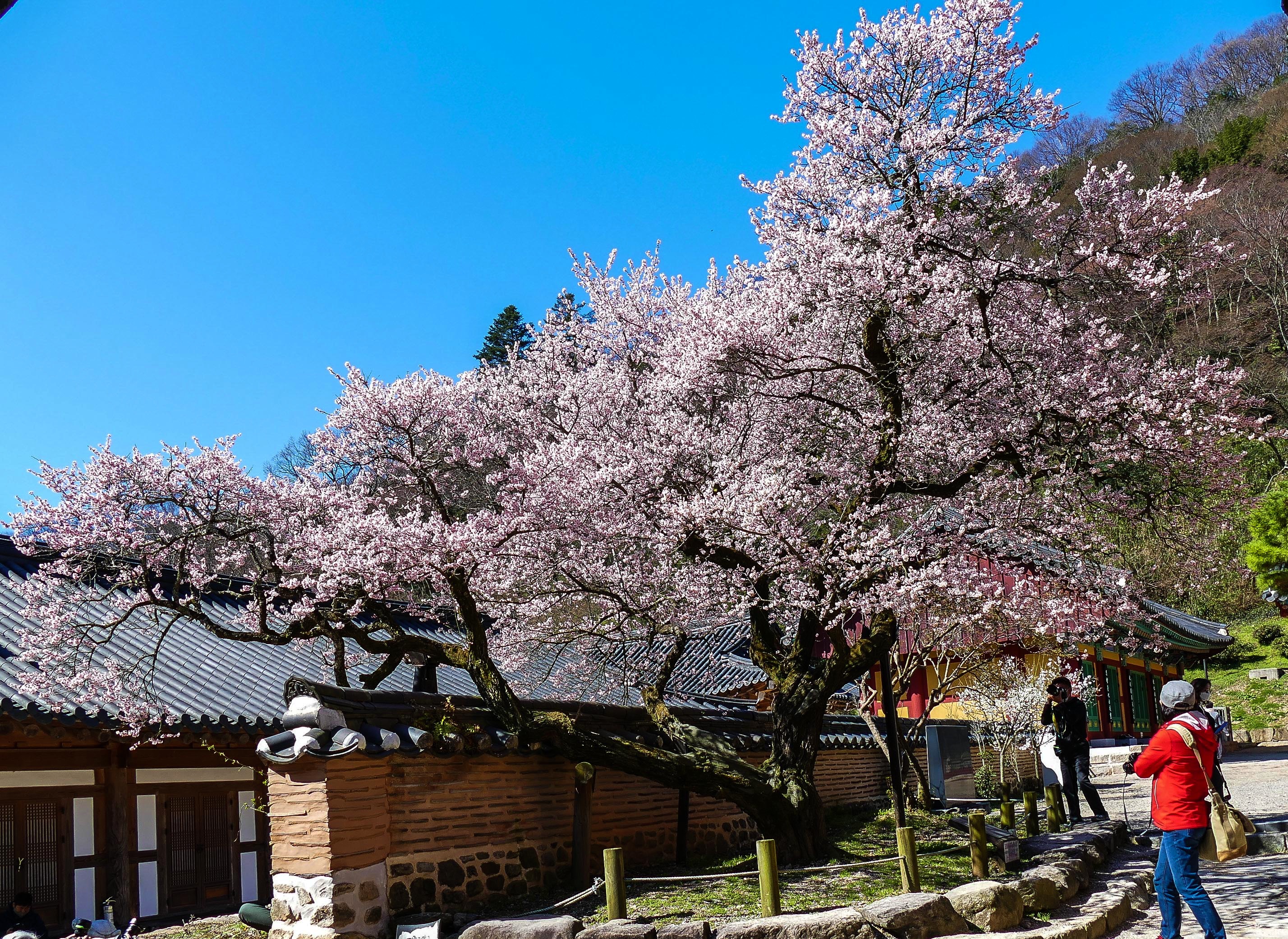 고불매1-1160131.jpg