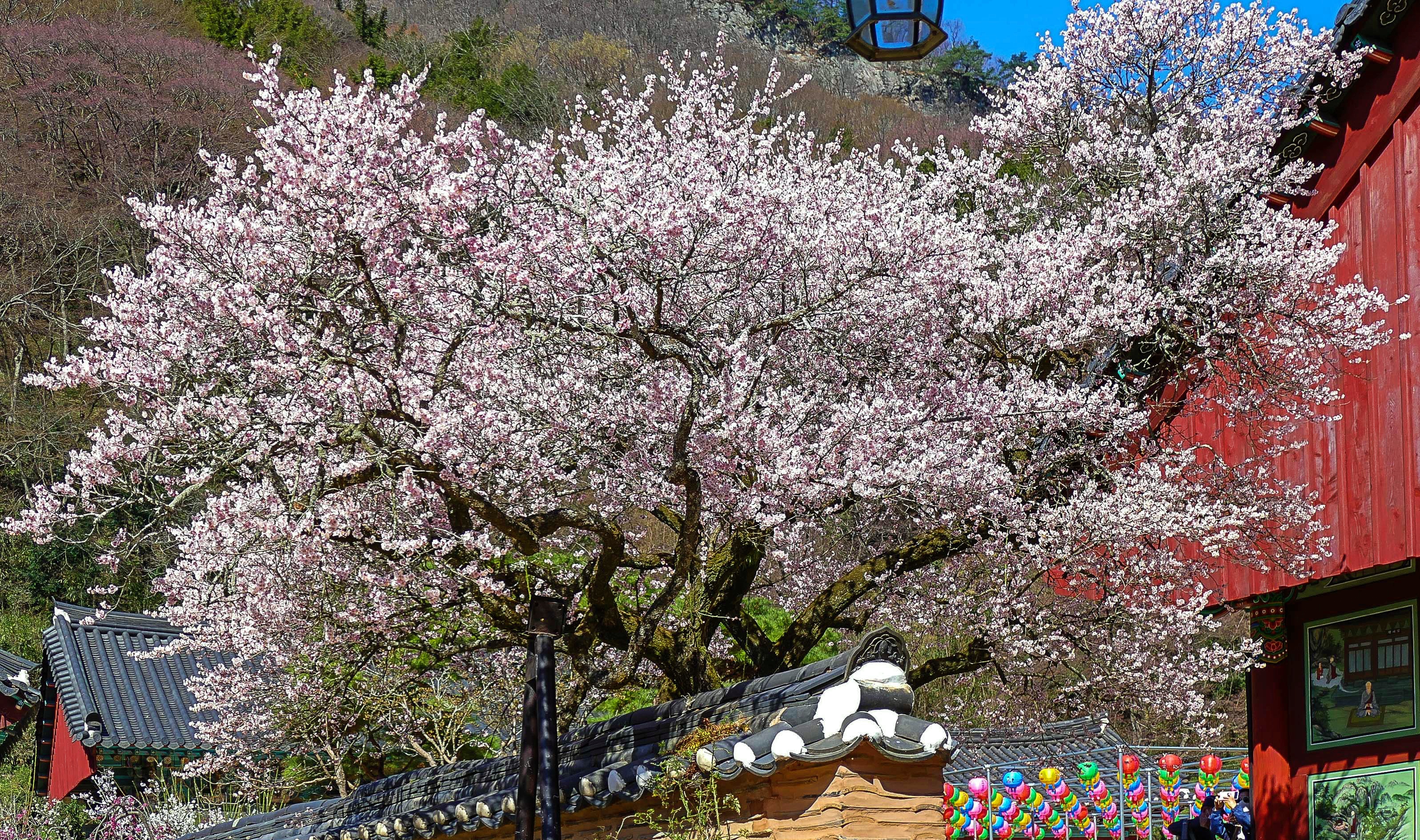 고불매1-1160133.jpg