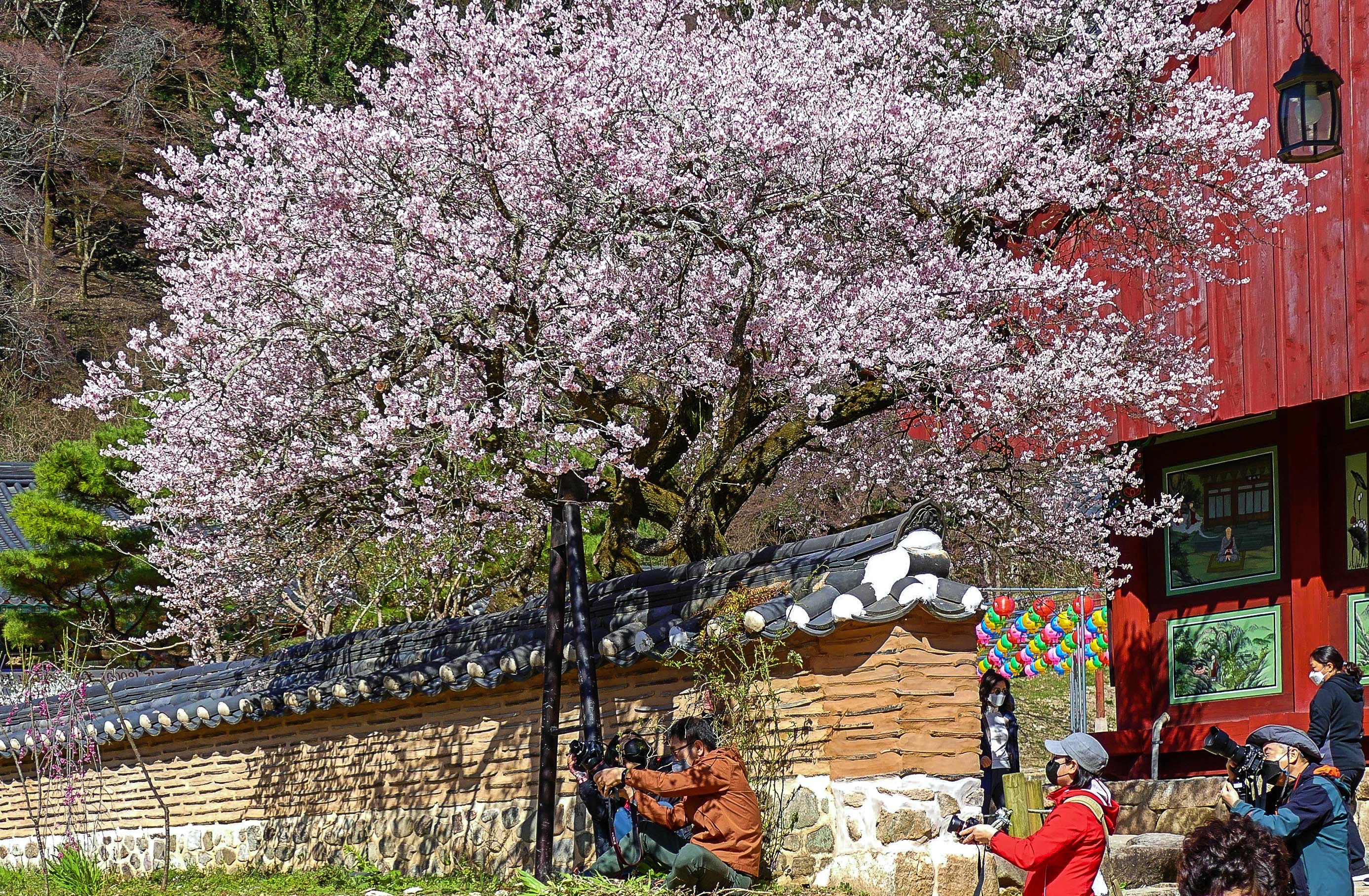 고불매1-1160135.jpg