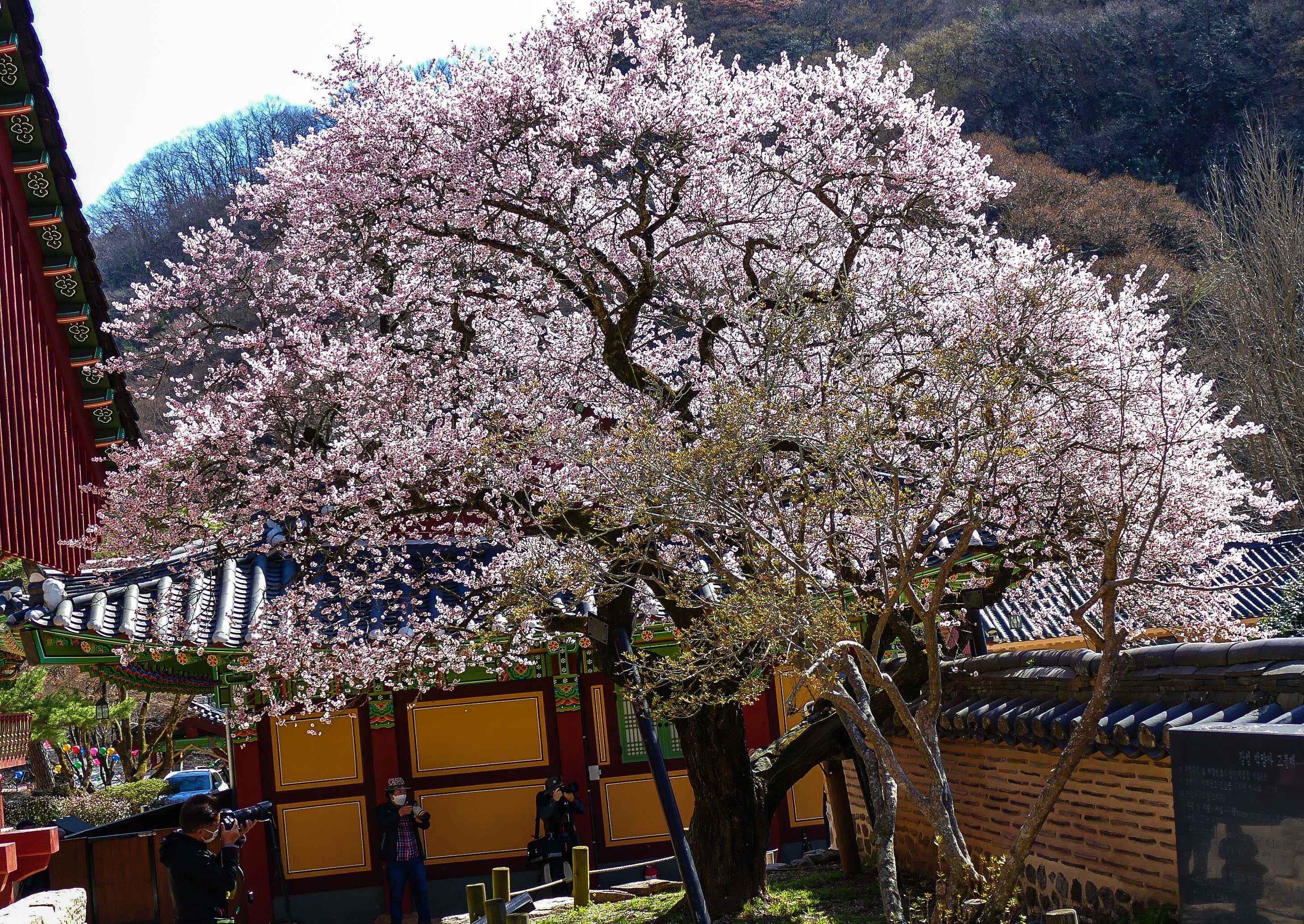 고불매1-1160128.jpg