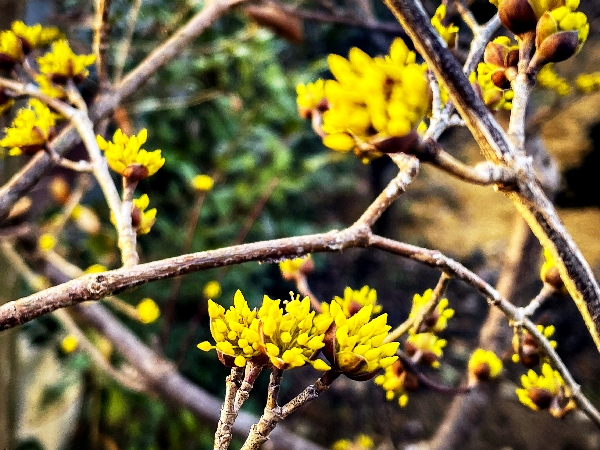 산수유-0287.jpg