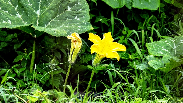 호박수꽃-1160197.jpg