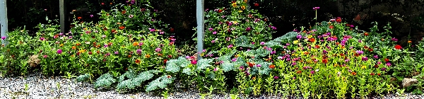 백일홍6-1160201.jpg
