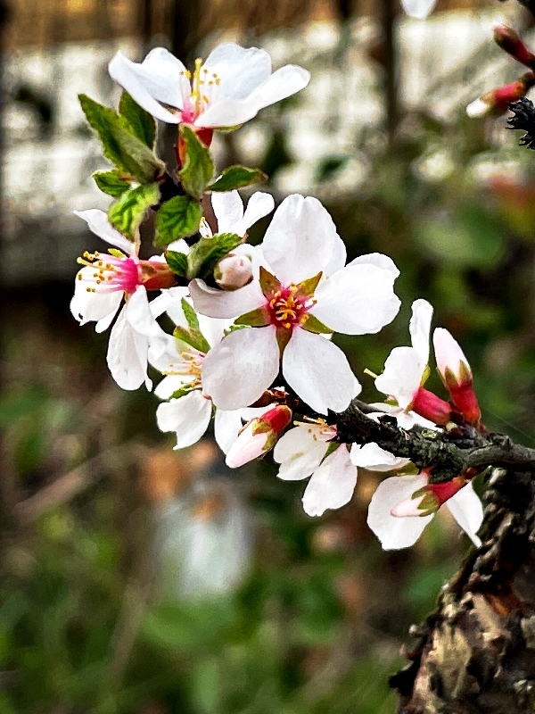 산앵두-0417.jpg