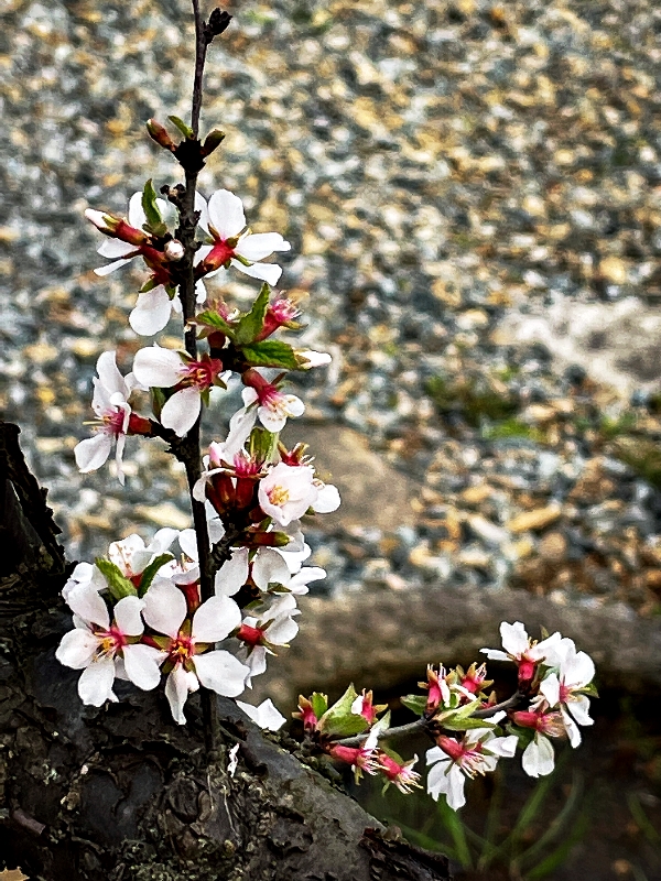 산앵두-0419.jpg