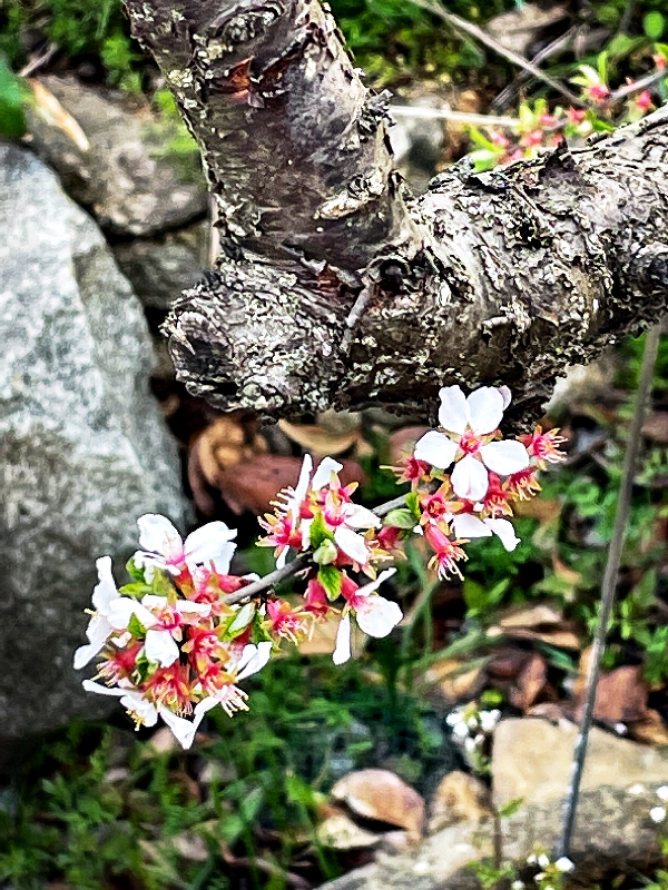 산앵두-0414.jpg