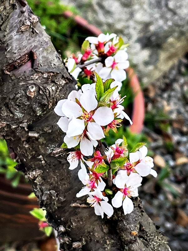 산앵두-0418.jpg