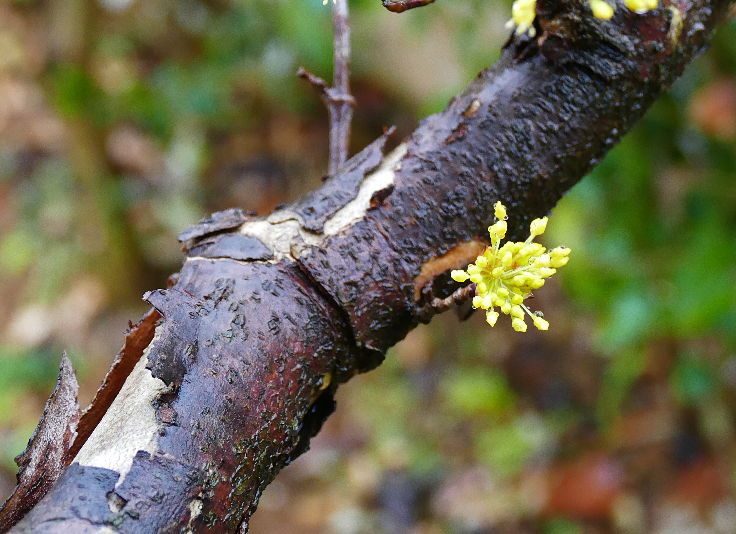 산수유6.jpg