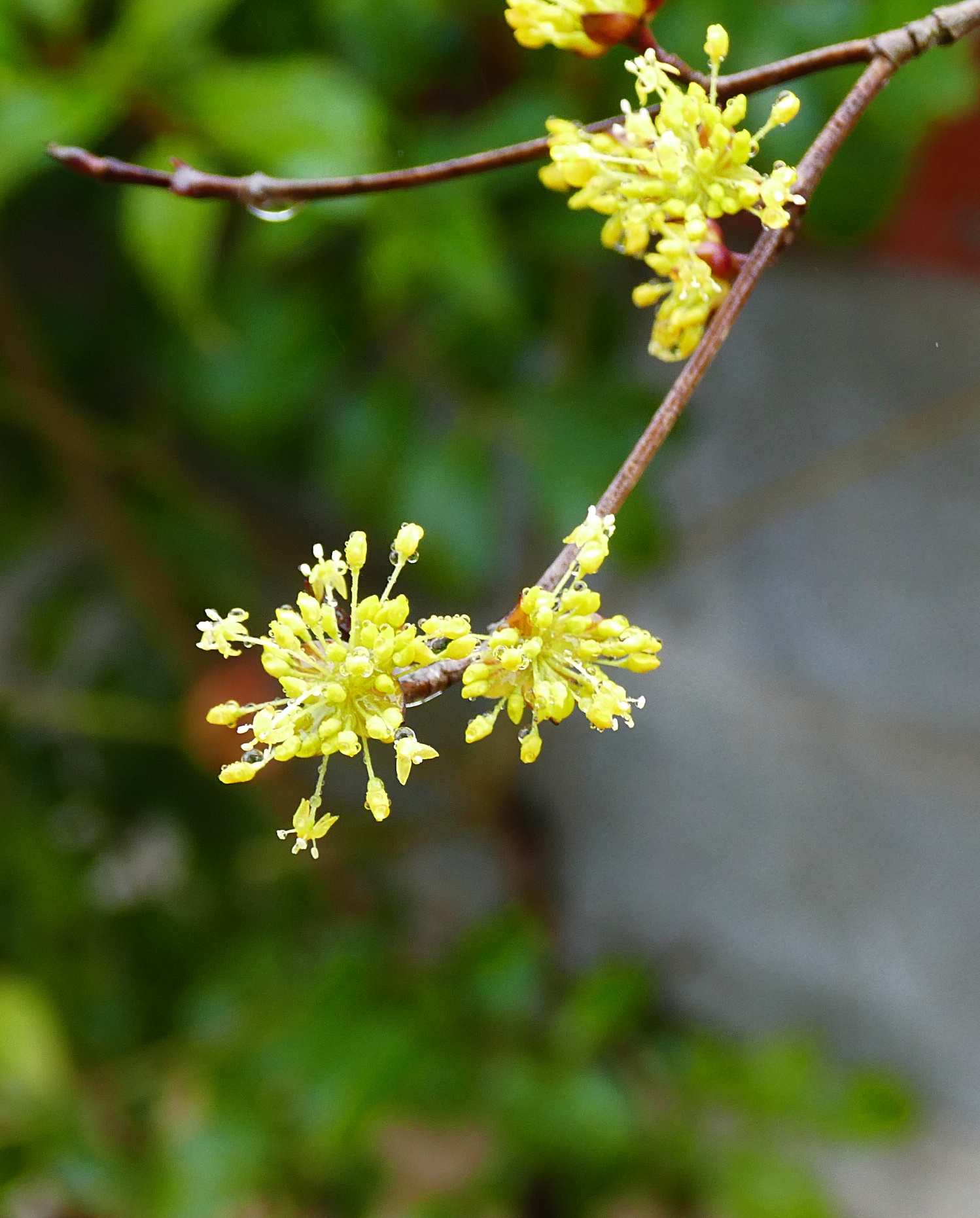 산수유4.jpg
