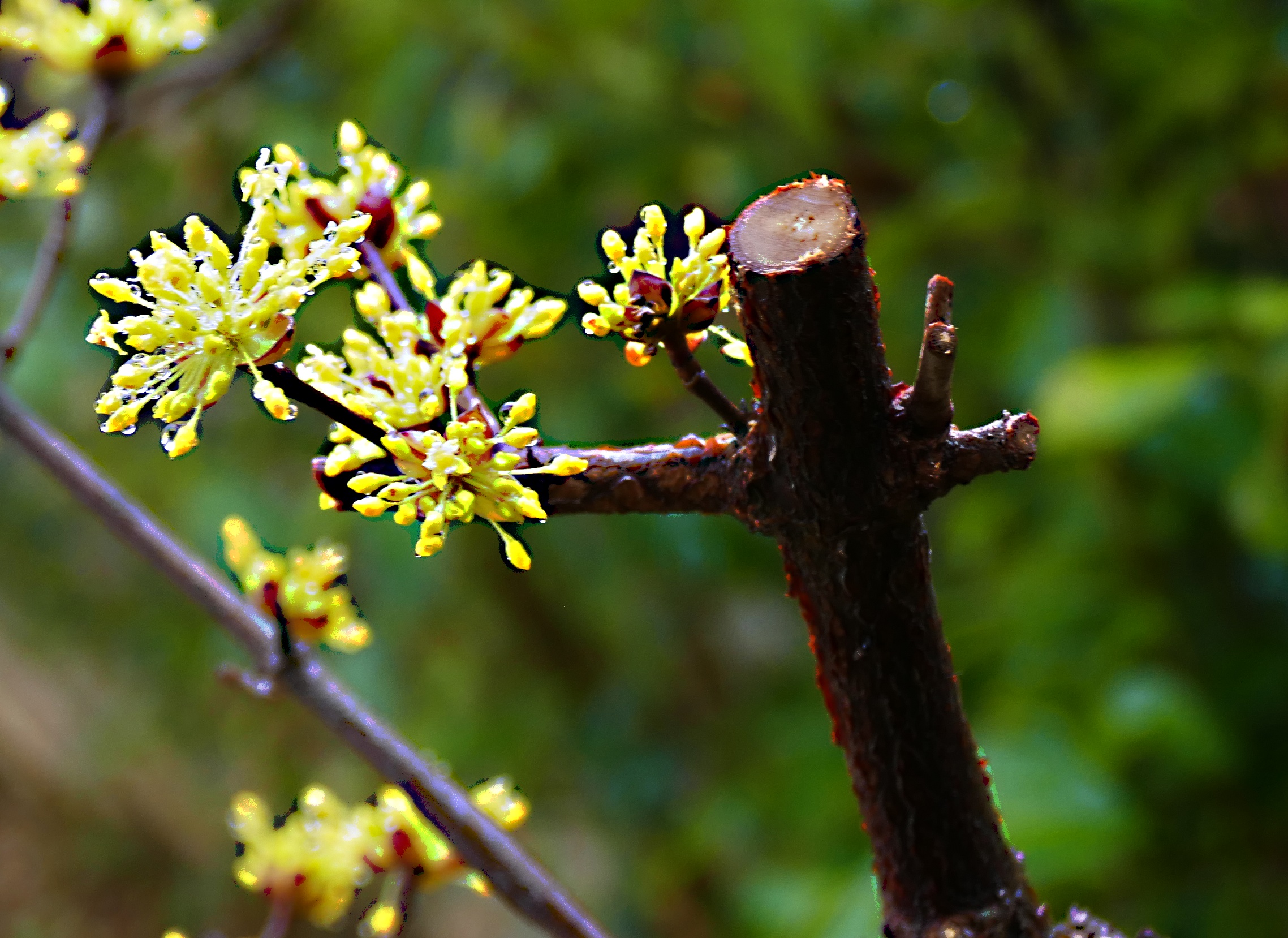 산수유8.jpg