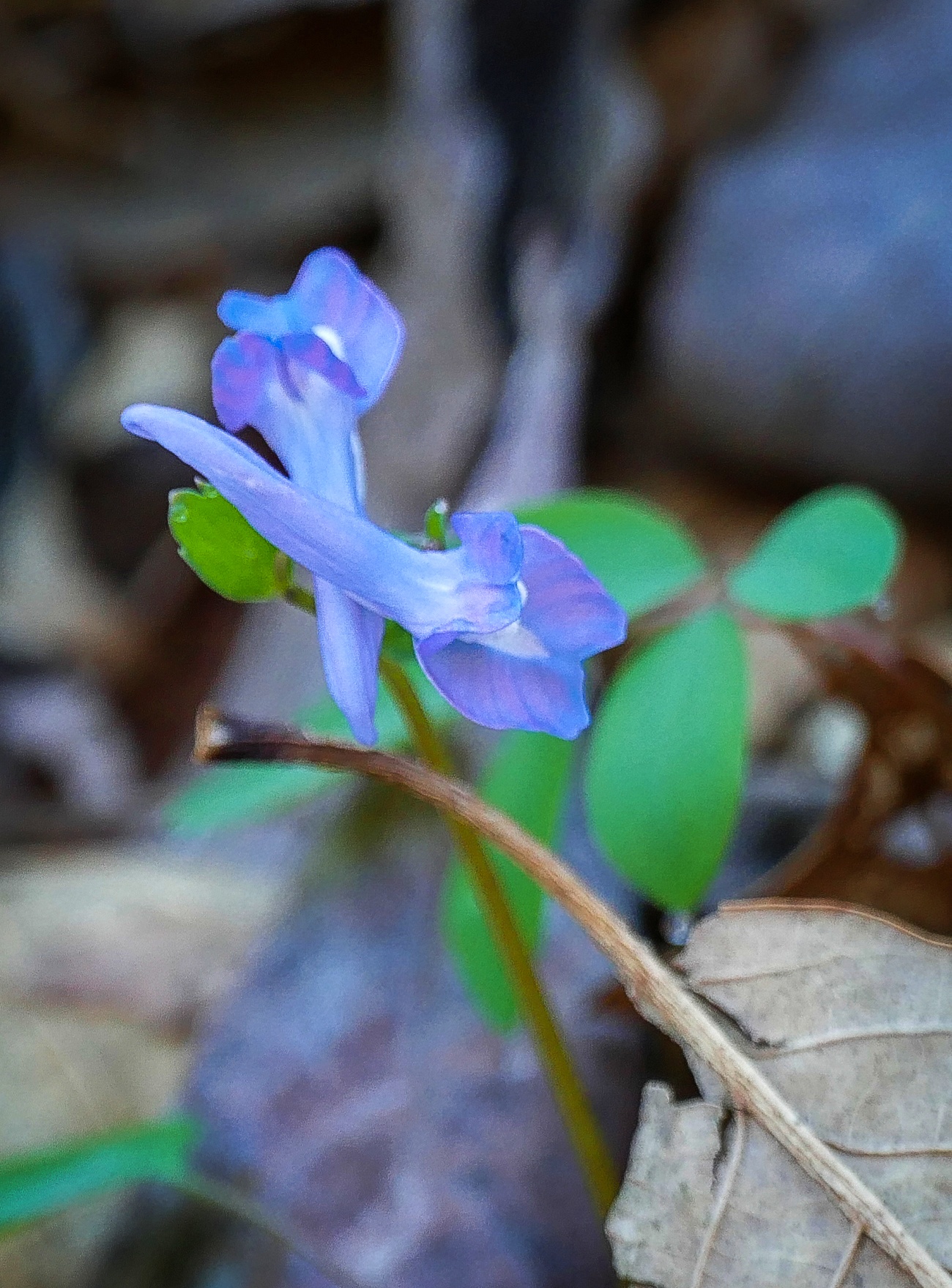 현호색27-1160066.jpg