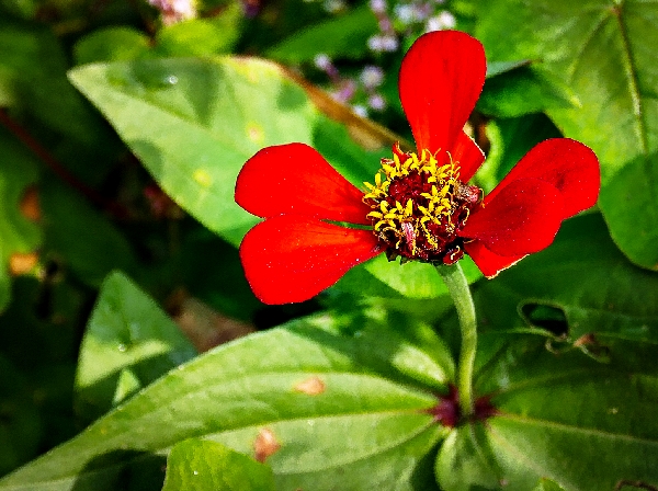 백일홍4-1150466.jpg