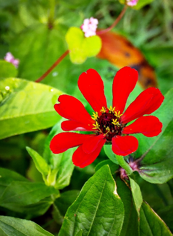 백일홍2-1150460.jpg