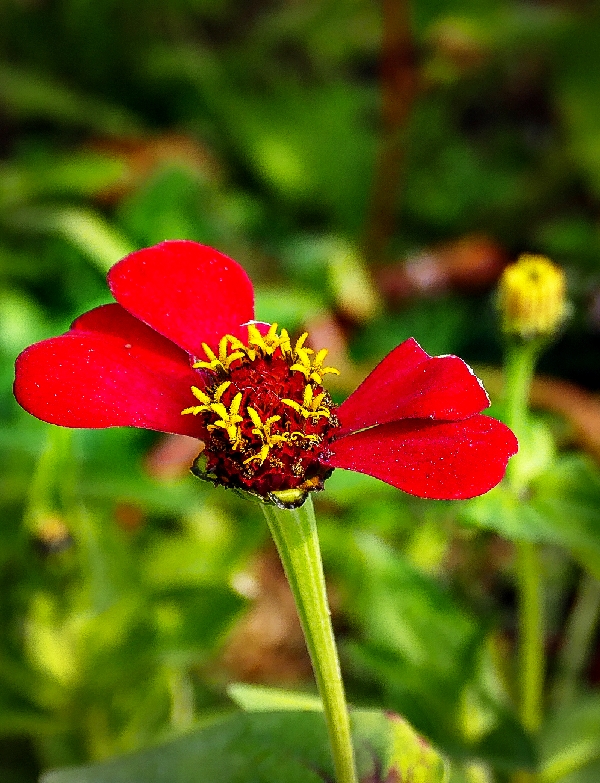 백일홍3-1150465.jpg