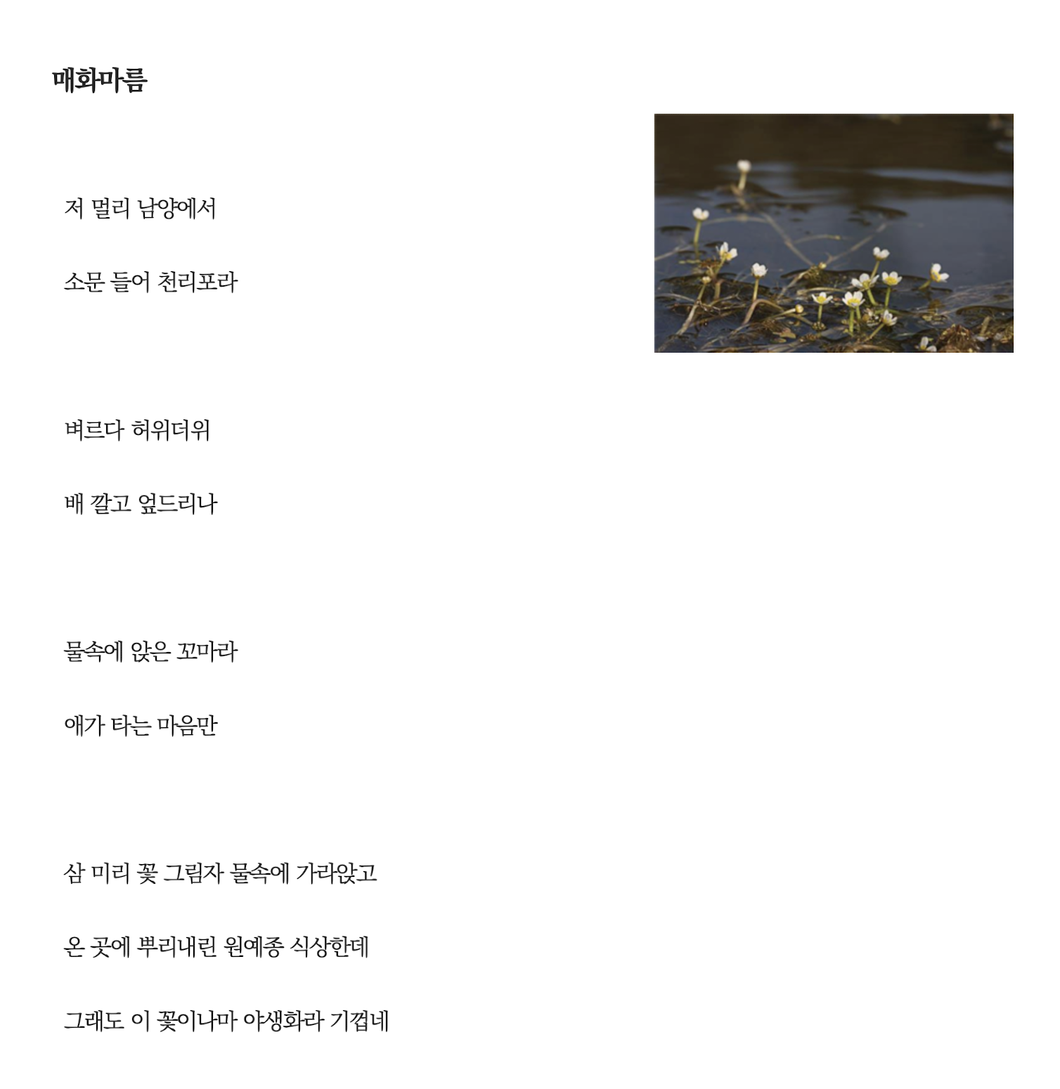 매화마름.png