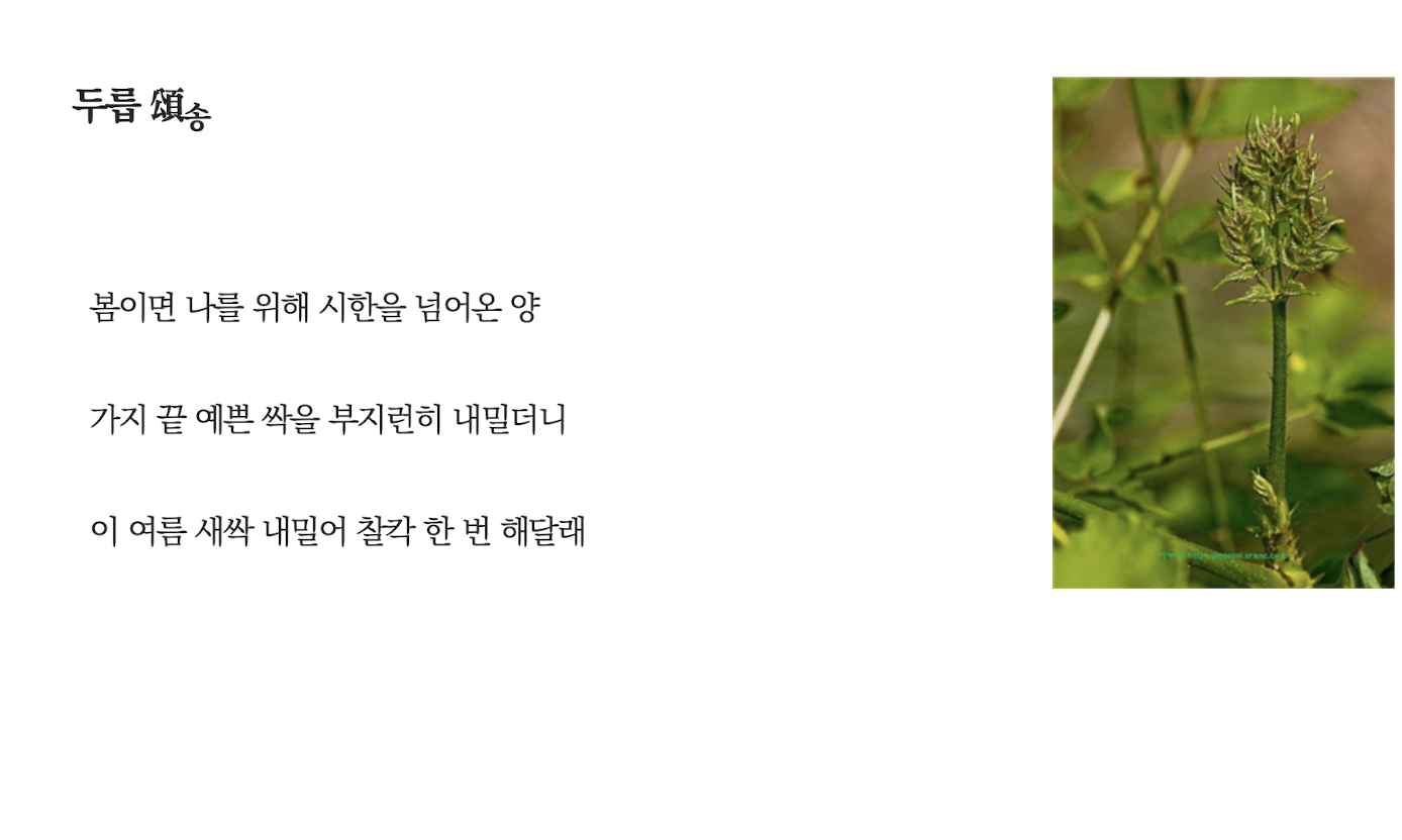 두릅송.png