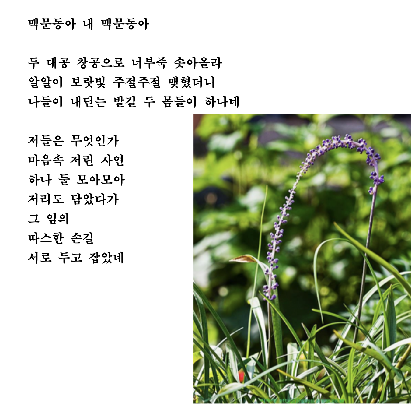 맥문동아.png