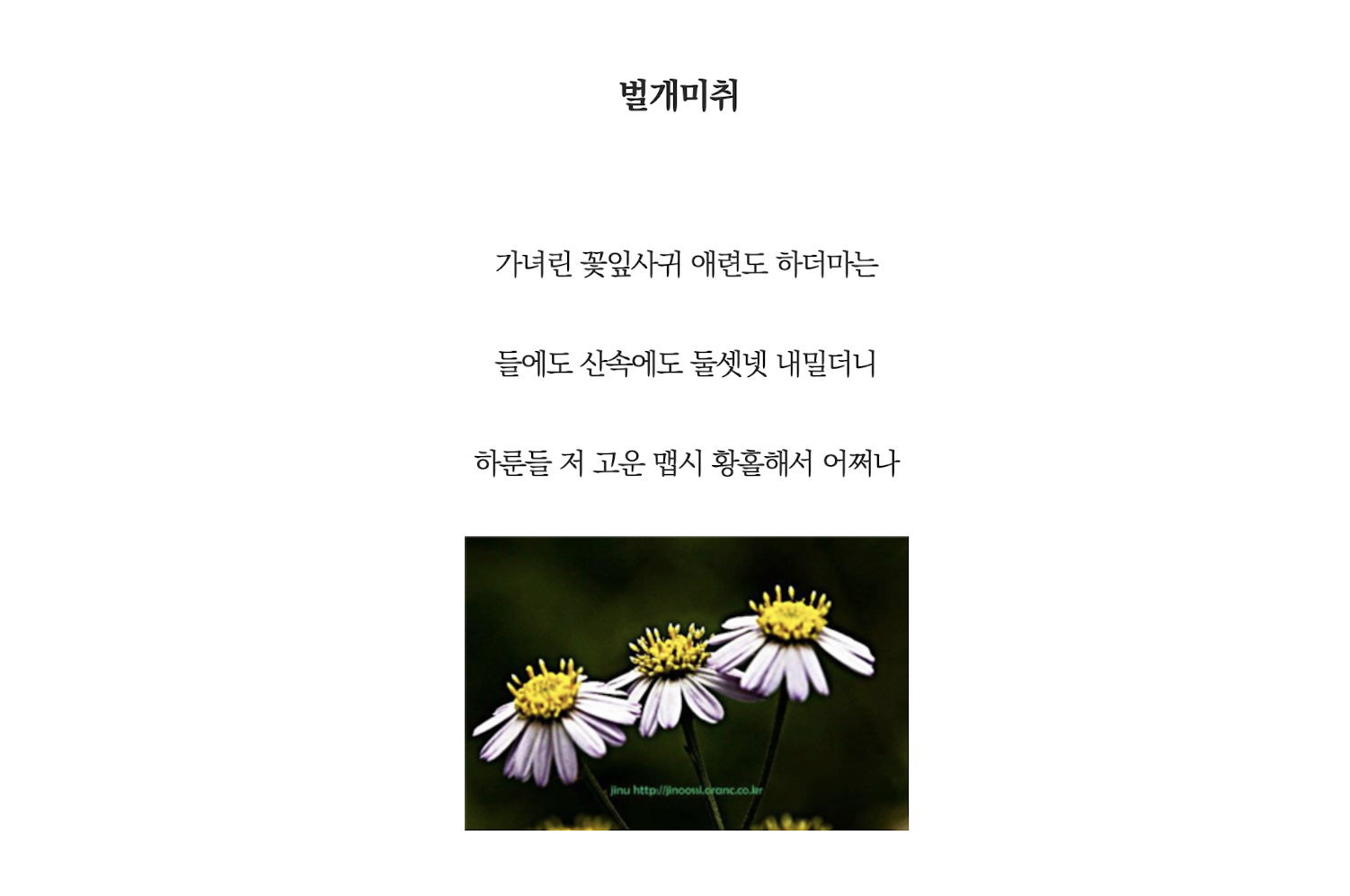 벌개미취.png