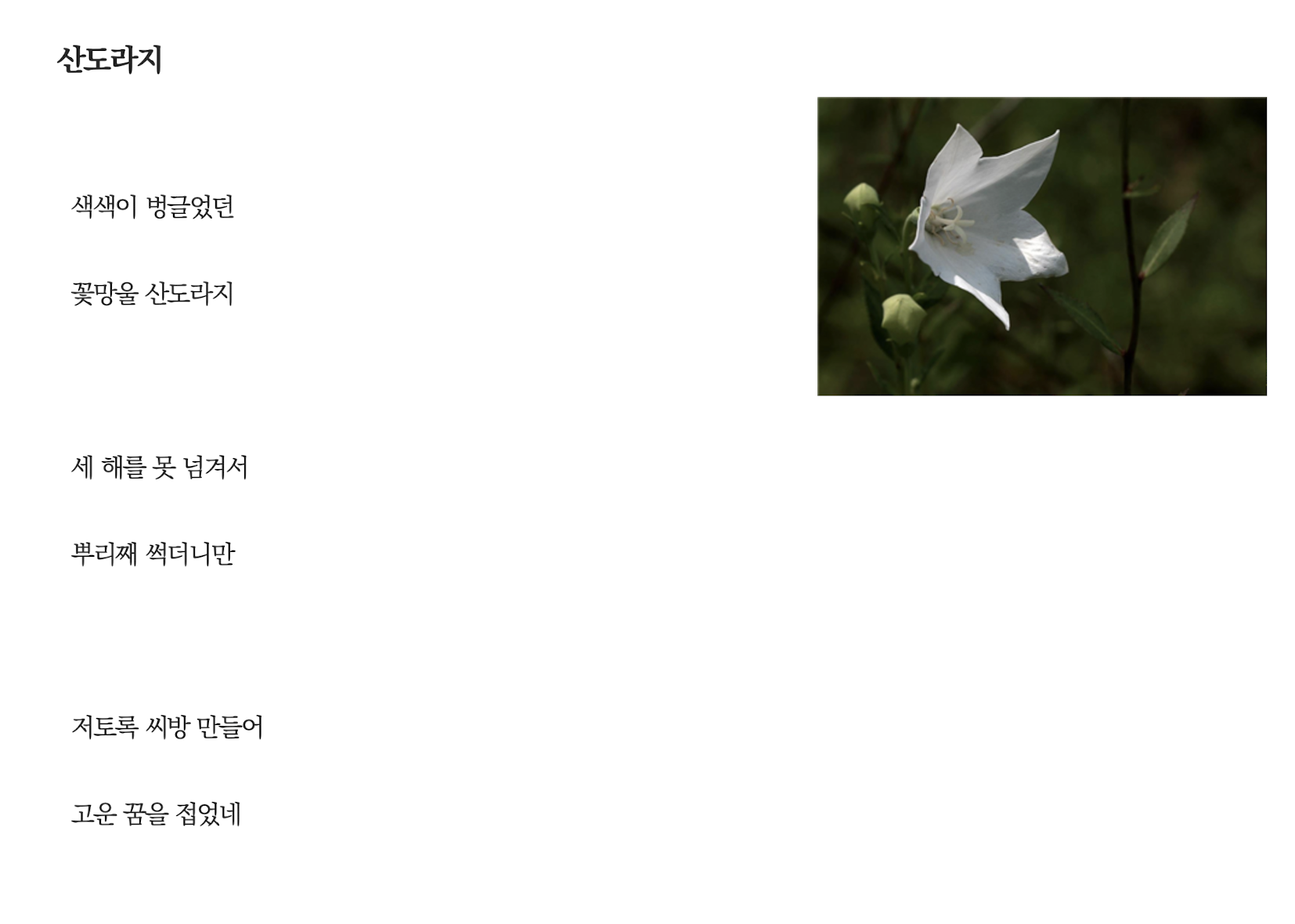 산도라지.png