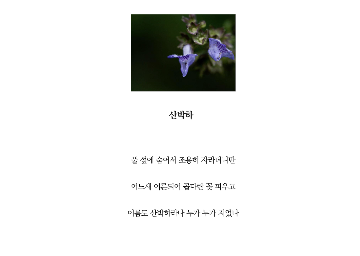 산박하.png