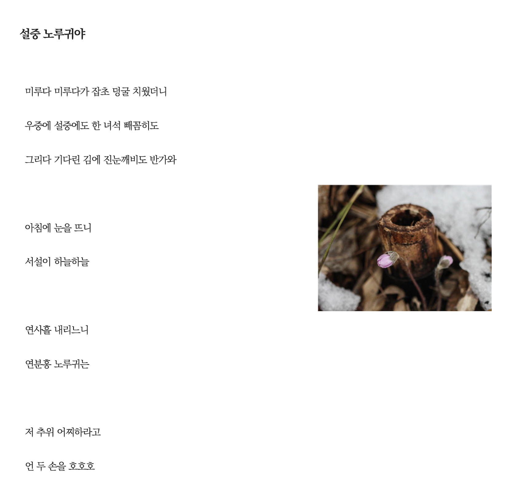 설중노루귀야.png
