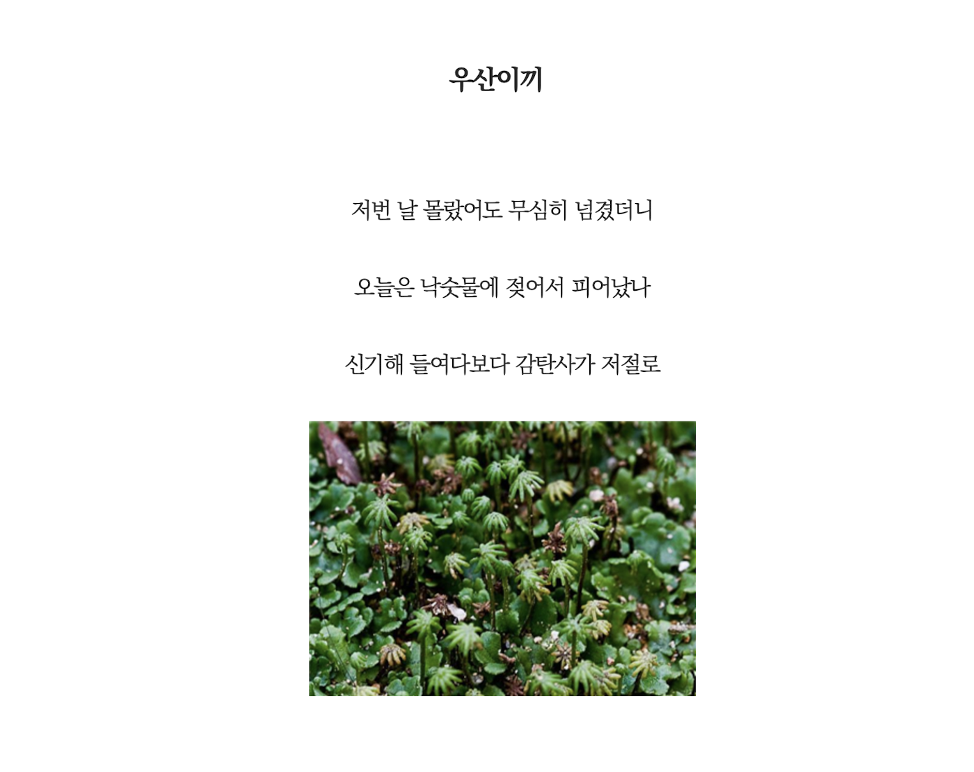 우산이끼.png