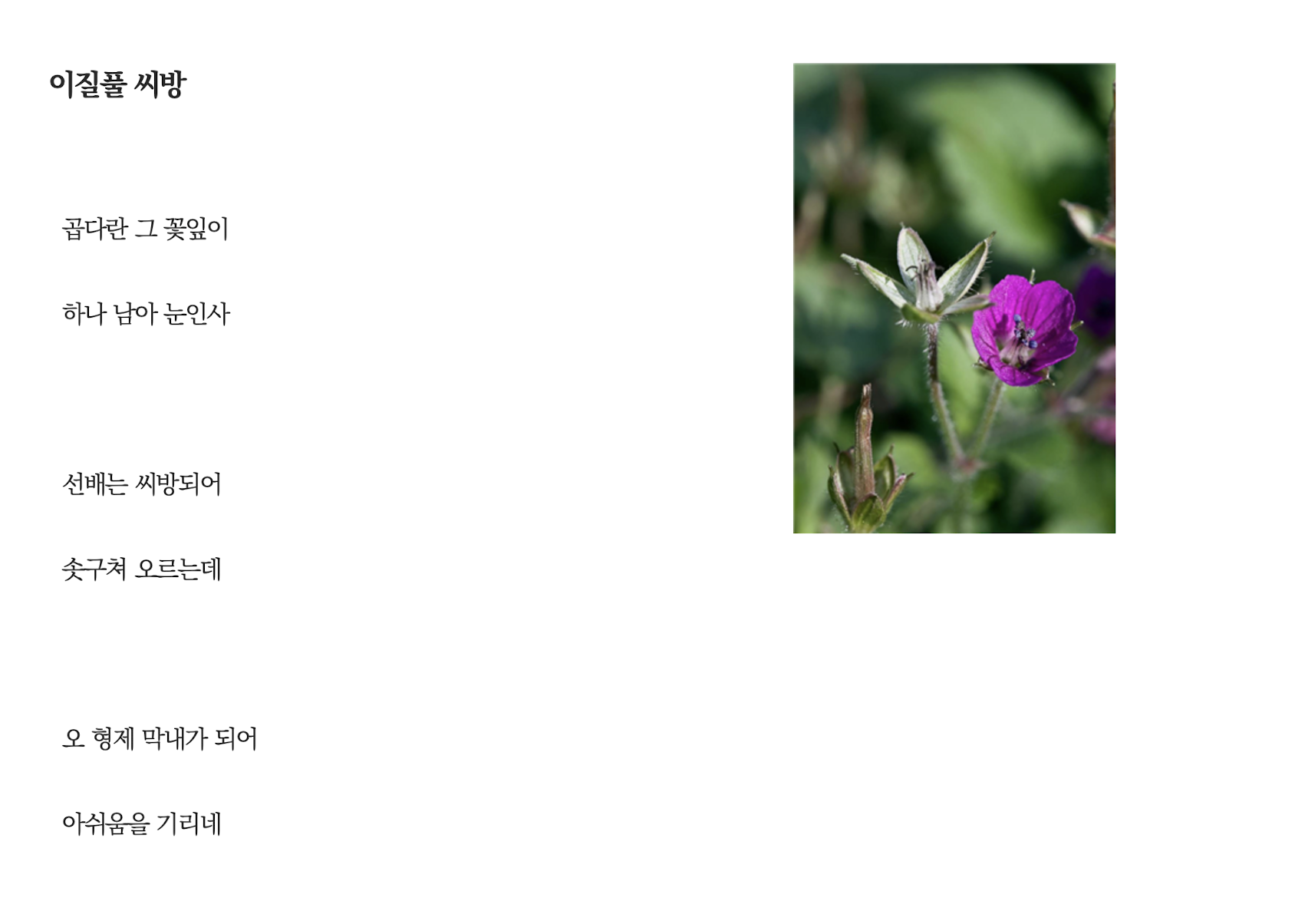 이질풀씨방.png