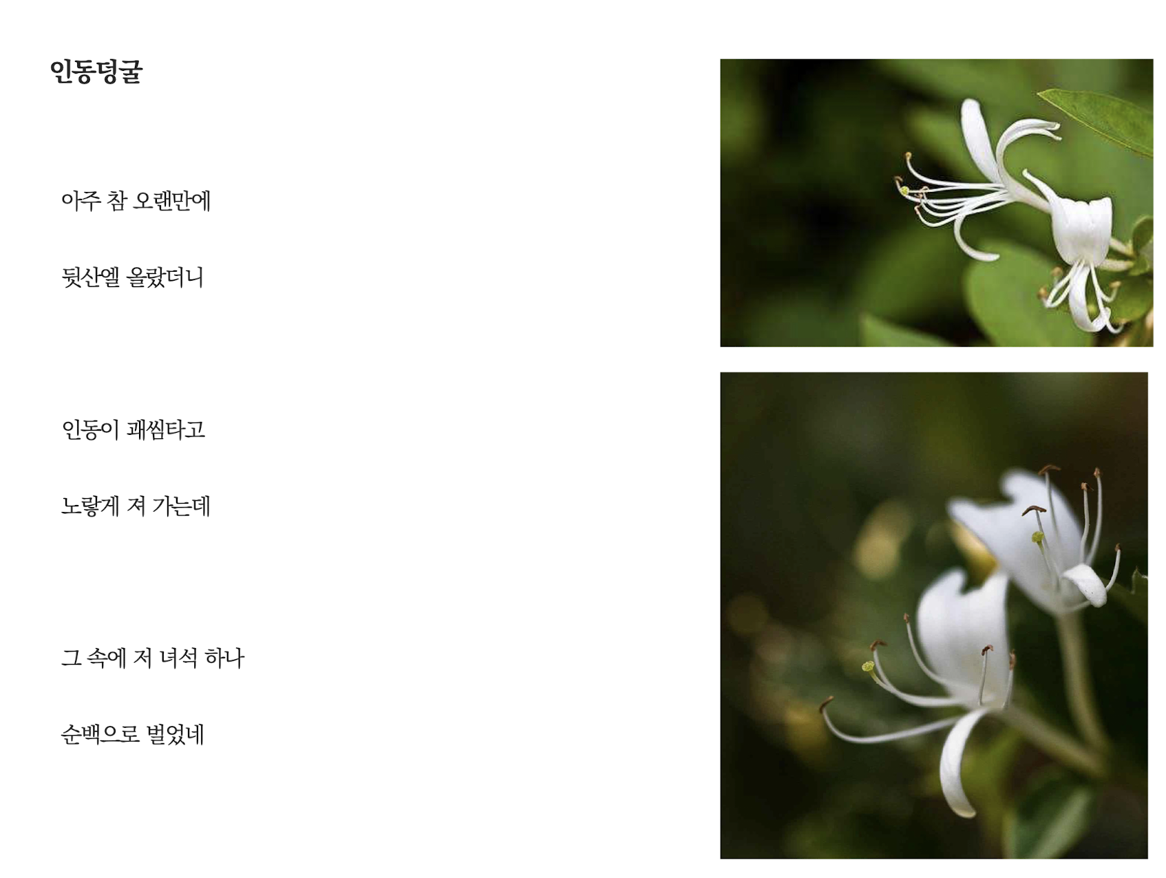 인동덩굴.png
