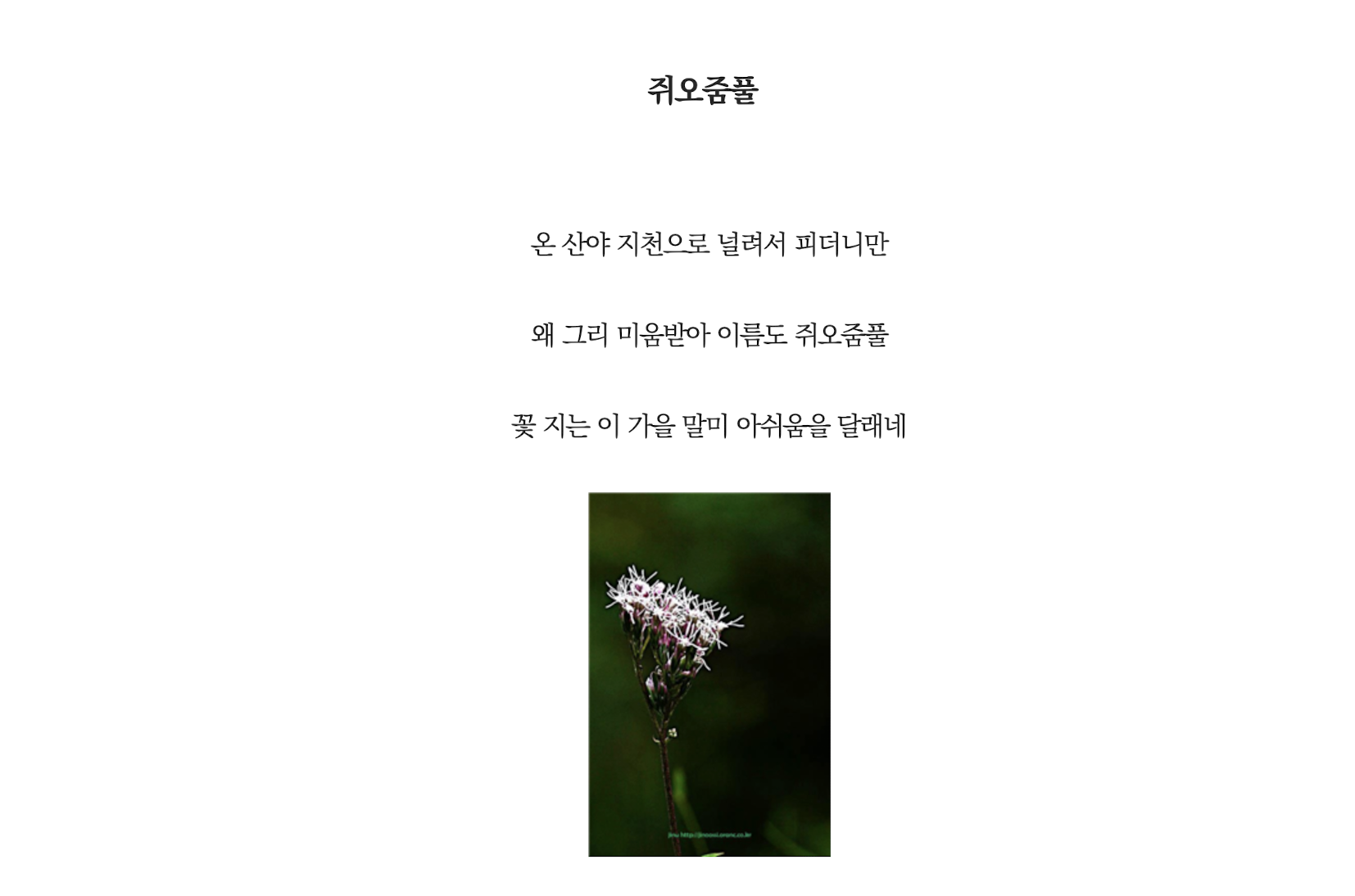 쥐오줌풀.png