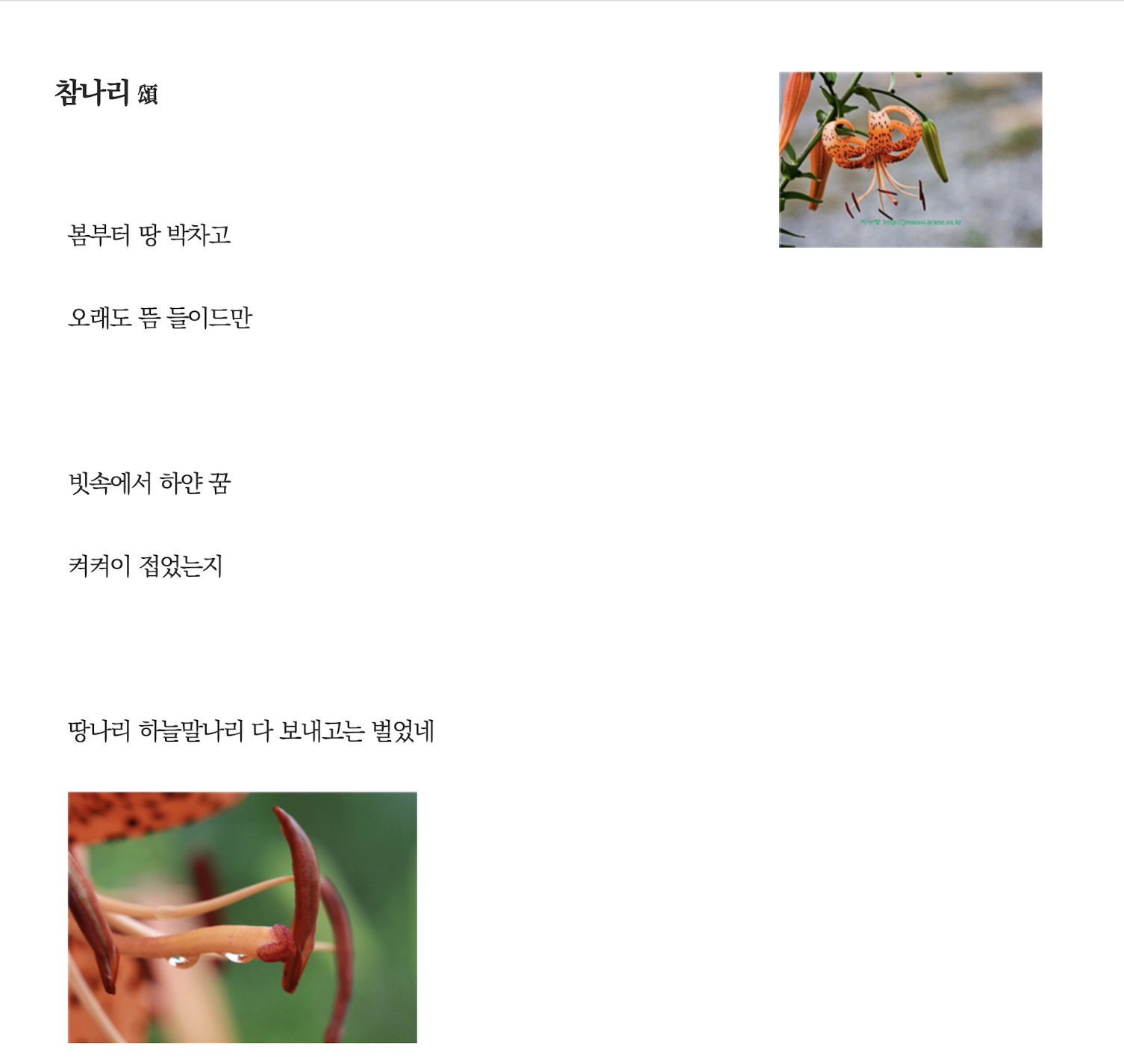 참나리.png