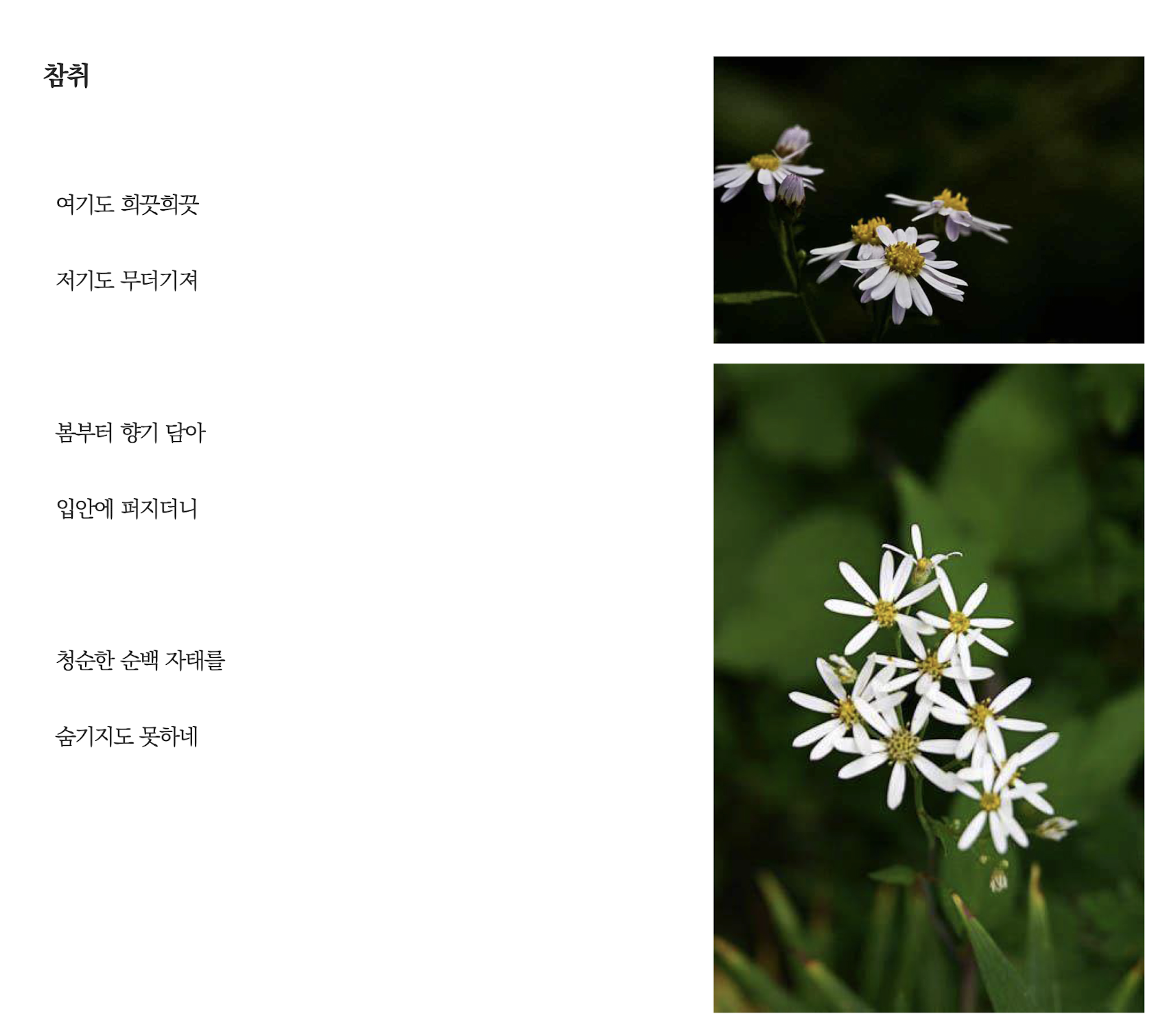 참취.png