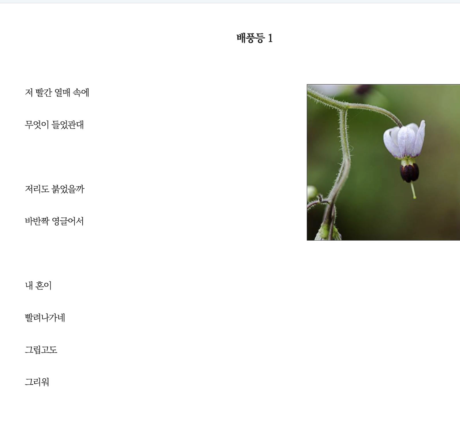 배풍등2.png
