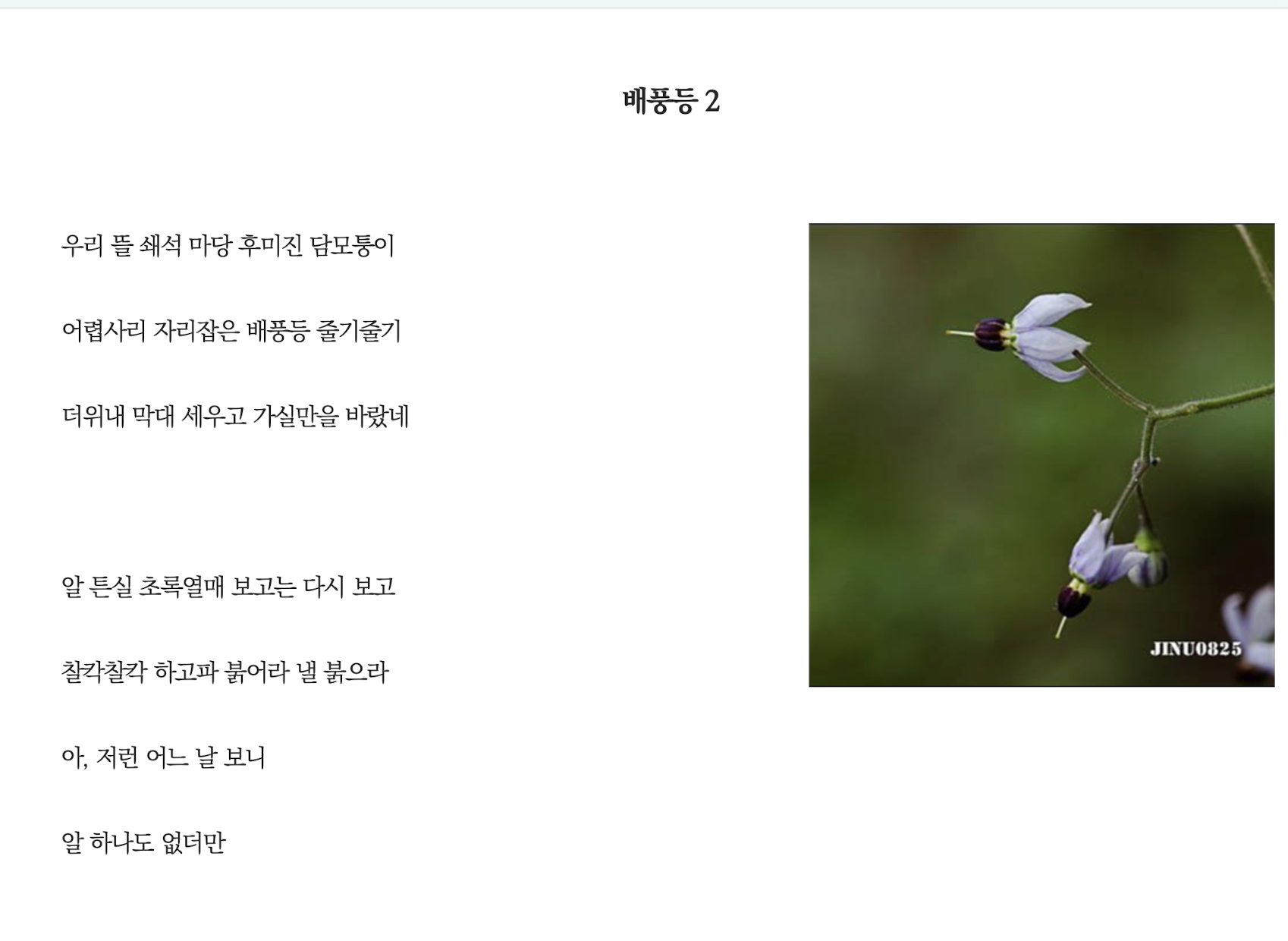 배풍등3.png
