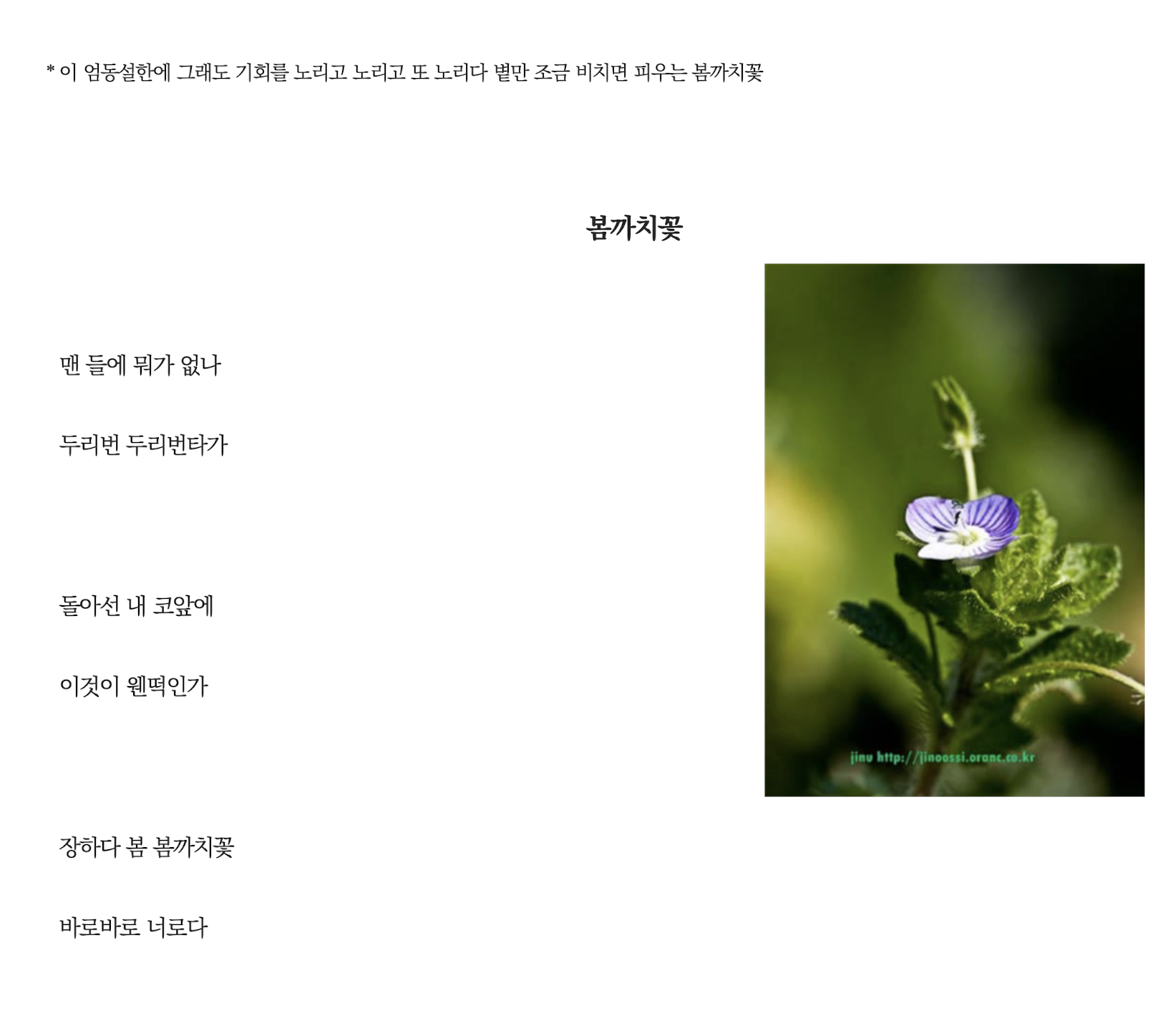 봄까치꽃.png