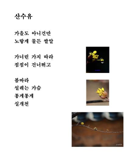 산수유.png