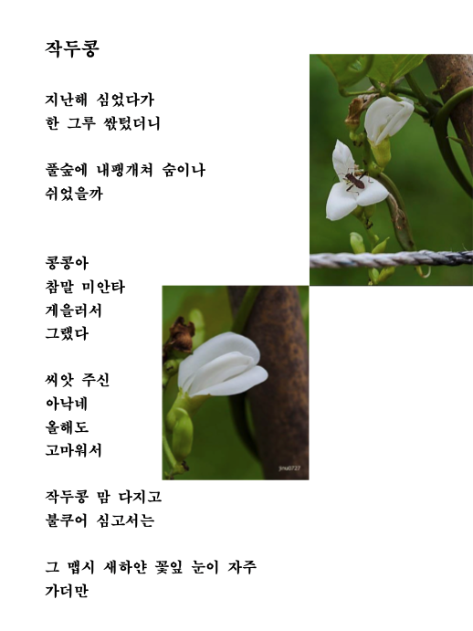 작두콩.png