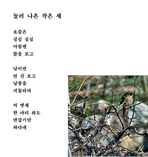 작은새.png