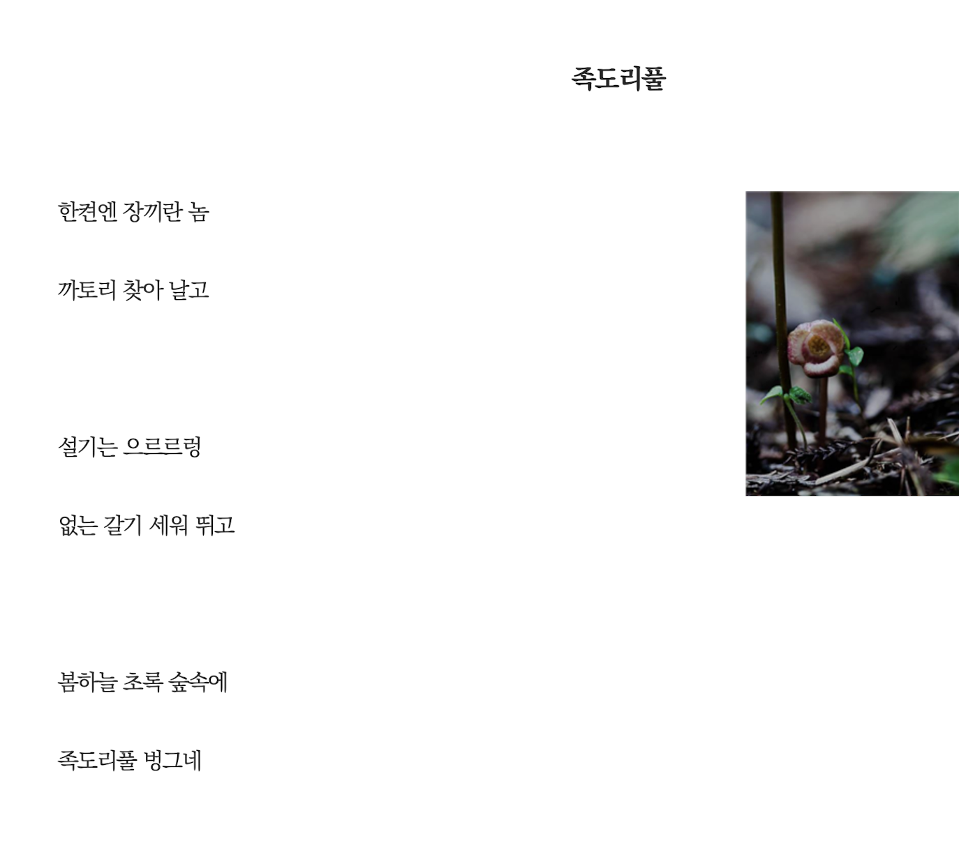 족도리풀.png