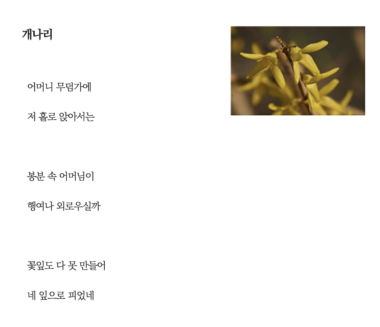 개나리.png