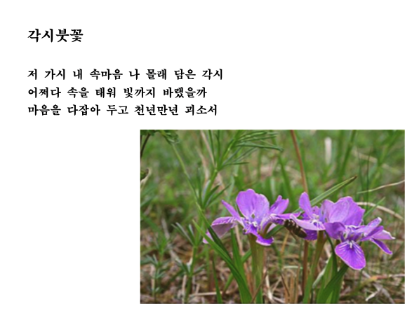 각시붓꽃.png
