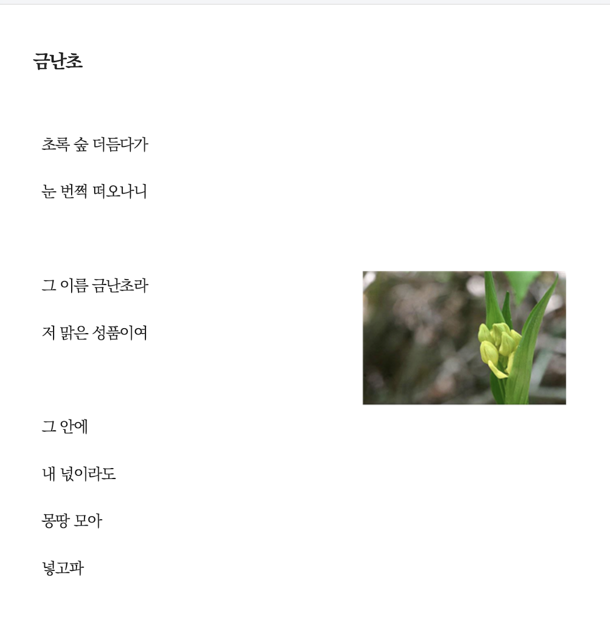 금난초.png