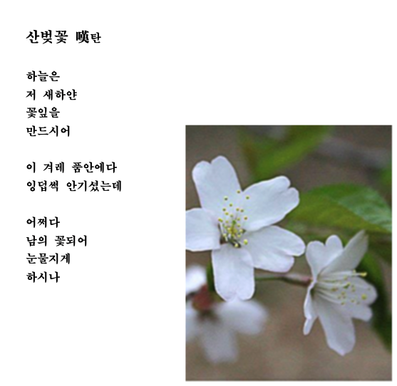 산벚꽃탄.png