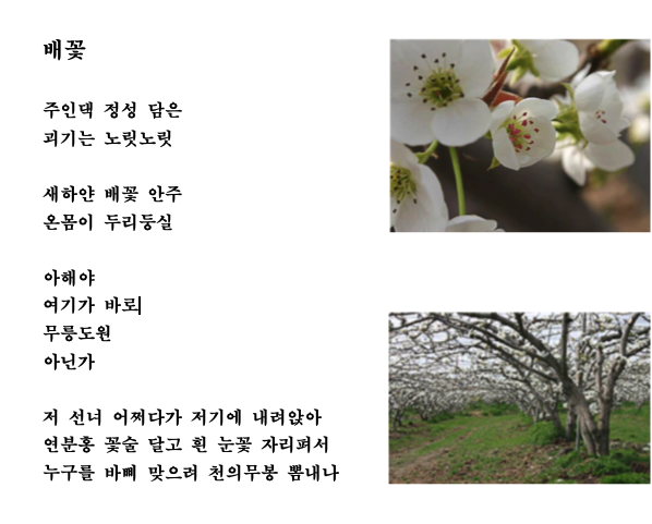 배꽃.png