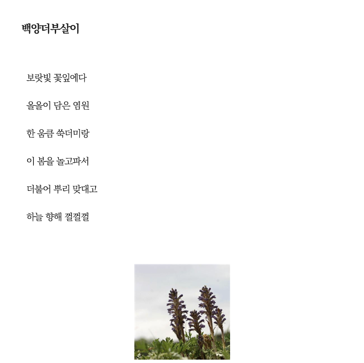 백양더부살이.png