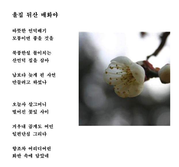 울집뒤산매화.png