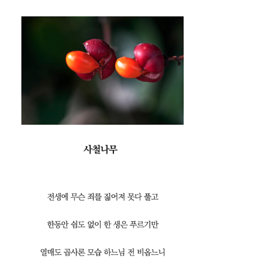 사철나무.png