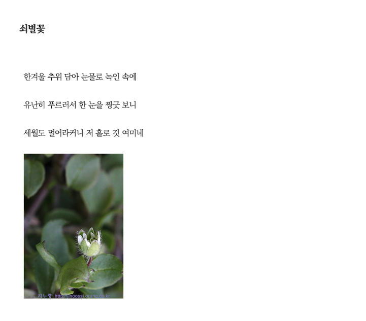 솨별꽃.png