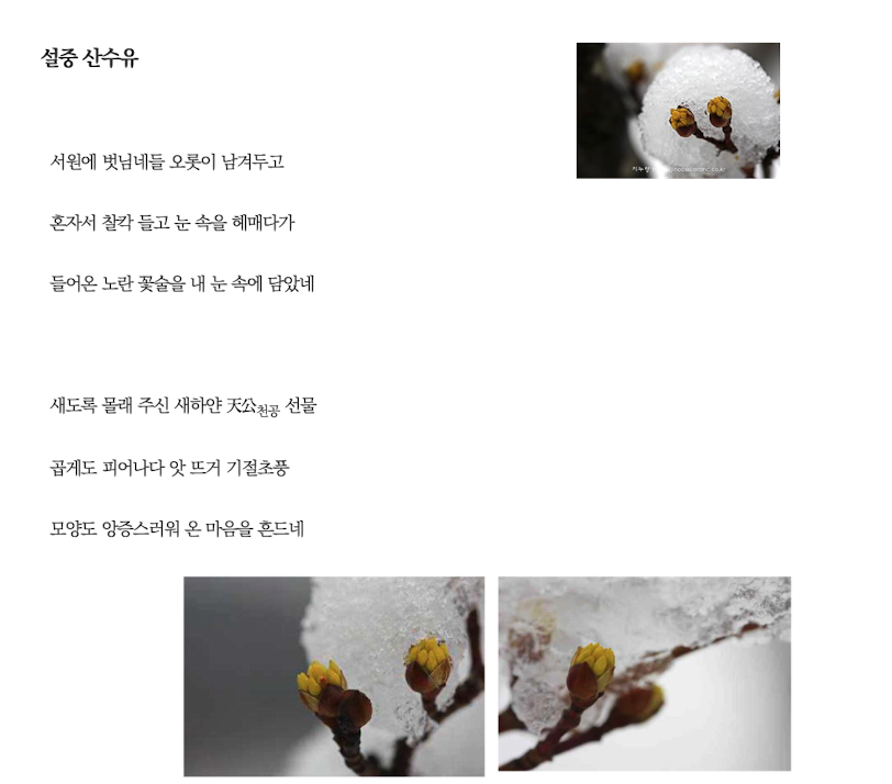 설중산수유.png